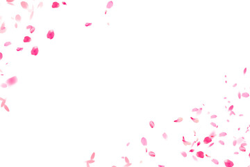Fototapeta na wymiar Sakura patern transparent