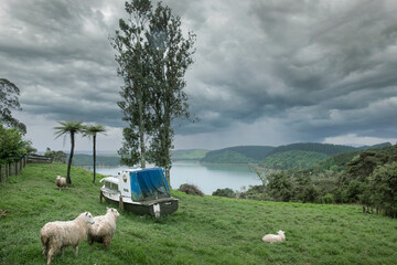 Bay and sheep. Hills at Pukeinoi. Coast West New Zealand. Abandoned boat. 
