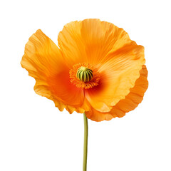 Iceland Poppy flower isolated on transparent background