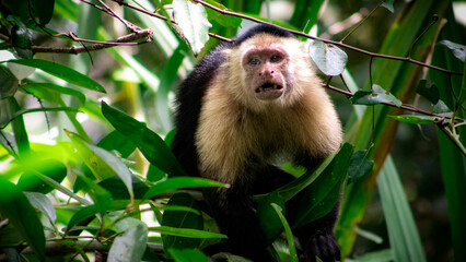 monkey in the jungle of Costa Rica