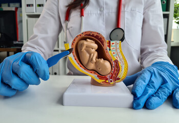 Close-up of Doctors Hands in Blue Gloves Holding a Scalpel and Pointing at a 3D Printed Fetus Model