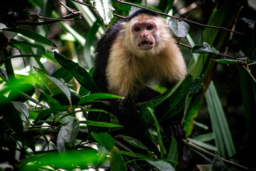 monkey in the jungle of Costa Rica