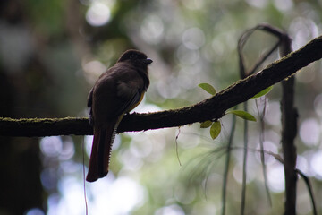 trogon perched on branch in the jungle
