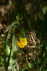 harlequin butterfly flutters over flower