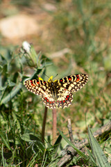 harlequin butterfly flutters over flower