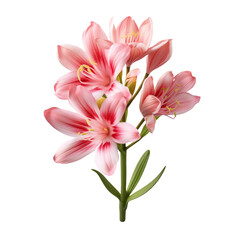 Ixia flower isolated on transparent background