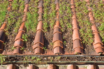 Old traditional tuscany terracotta roof with musk to remove (Tuscan - Italy)