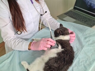 Experienced vet conducting ultrasound on calm cat in modern clinic