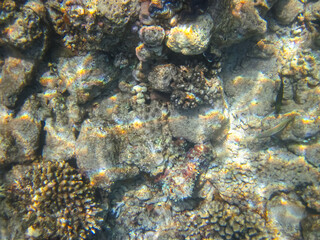 Octopus hiding in the coral reef of the Red Sea