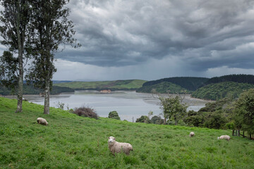 Bay and sheep. Hills at Pukeinoi. Coast West New Zealand.