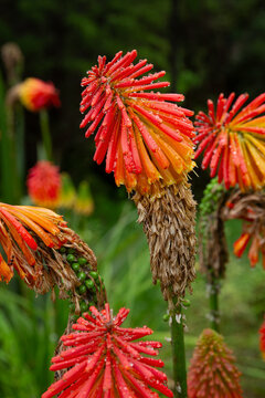 Kniphofia uvaria flower. Fire arrow. New Zealand