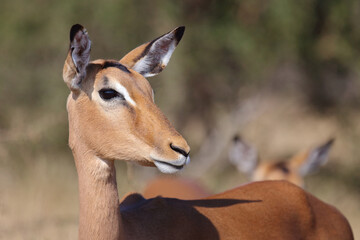 Schwarzfersenantilope / Impala / Aepyceros melampus