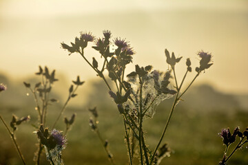 Plant with a spider web and morning dew