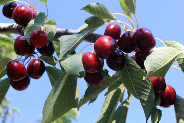 Cherries hanging on a cherry tree branch