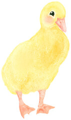 little duck illustration