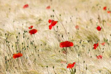 in the barley field - wild poppy flowers - soft focus