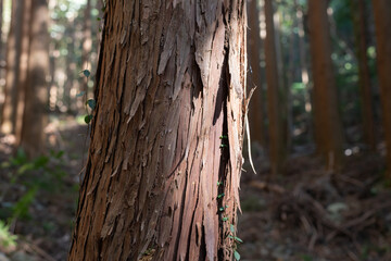 森の中の杉の木