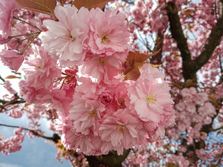 pink sakura blossom tree 