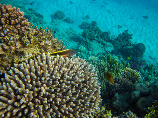 Beautiful coral reef in the Red Sea