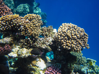 Beautiful coral reef in the Red Sea