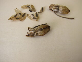 Dahlia flower seeds and faded flower heads