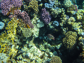 Naklejka na ściany i meble Beautiful coral reef in the Red Sea
