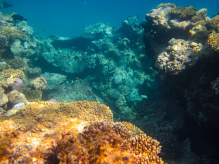 Naklejka na ściany i meble Beautiful coral reef in the Red Sea