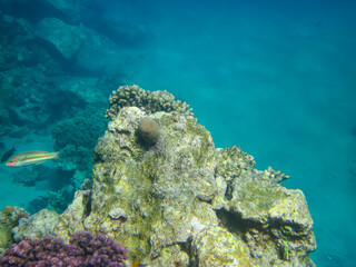 Fototapeta na wymiar Beautiful coral reef in the Red Sea
