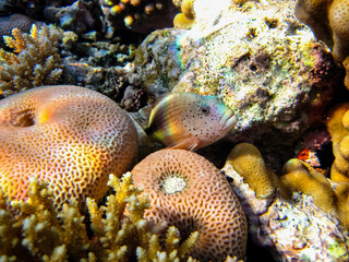 Beautiful coral reef in the Red Sea