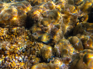 Beautiful coral reef in the Red Sea