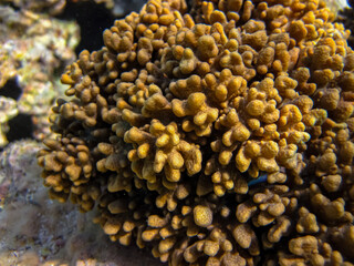 Beautiful coral reef in the Red Sea