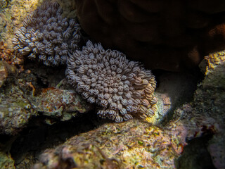 Beautiful coral reef in the Red Sea