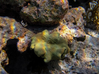 Beautiful coral reef in the Red Sea