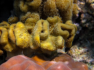Beautiful coral reef in the Red Sea