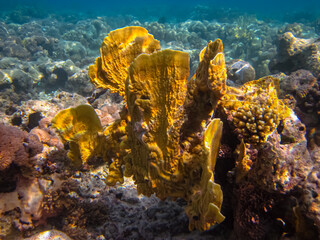 Beautiful coral reef in the Red Sea