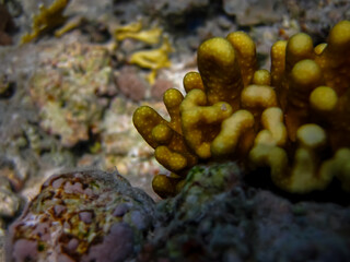 Beautiful coral reef in the Red Sea