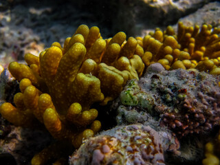 Beautiful coral reef in the Red Sea