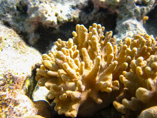 Beautiful coral reef in the Red Sea