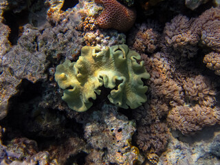 Beautiful coral reef in the Red Sea