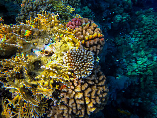 Beautiful coral reef in the Red Sea