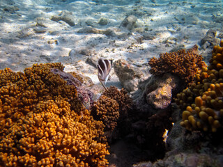 Beautiful coral reef in the Red Sea