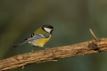 Great tit as a portrait