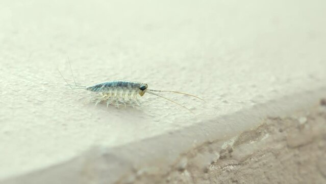 wharf roach, sea roach, invasive isopod species crawling over edge of cement near canal
