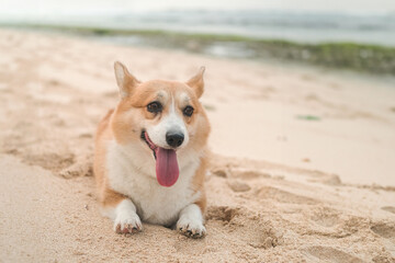 Portrait of a Welsh Corgi dog lying on the sand on the beach, looking at the camera with his mouth open and tongue hanging out. Walking with a dog near the ocean on the coast.