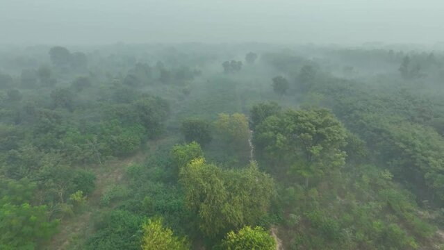 Parallax drone shot of Sahiwal to Multan Road in between a forest during a foggy morning in Punjab, Pakistan.