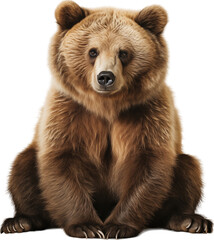 Russian bear isolated on transparent background