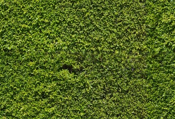 seamless of green leaves texture background
