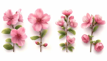 Foto op Canvas Spring sakura cherry blooming flowers bouquet, Design spring tree illustration © Nob