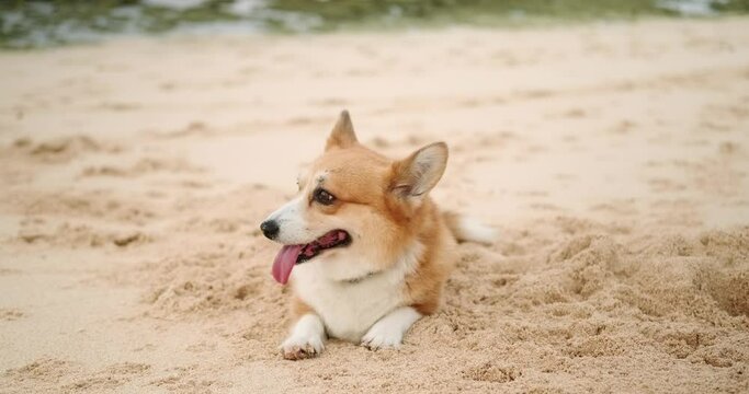 Portrait of a Welsh Corgi dog lying on the sand on the beach, looking at the camera with his mouth open and tongue hanging out, and wagging his tail. Walking with a dog near the ocean on the coast.