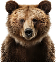 Obraz premium Russian bear isolated on transparent background